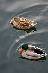 coppia di germano reale