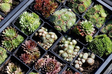 plantes grasses en godets