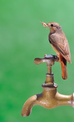 Pájaro cazando saltamontes.
