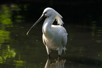 Spoonbill