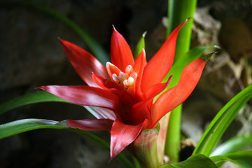 Tropical flower closeup
