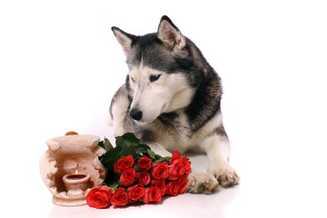 Hund Husky mit Kerze und Rosen