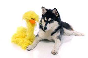 Hund Husky mit Küken