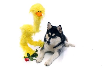 Hund Husky mit Rose und Küken