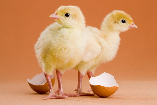 Ostern K&uuml;ken witzig frisch geboren