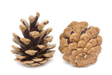 Two pine cones on white background