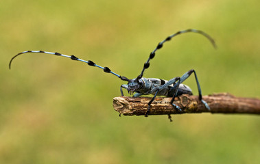 Rare longhorn beetle - Rosalia Alpina - protected beetle