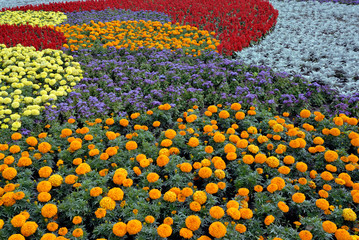 Fototapeta na wymiar Decorative flower field