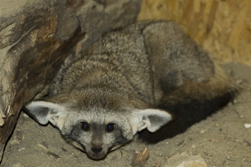 Bat-eared fox (Otocyon megalotis)