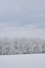 Oak forest with white frost in winter