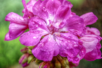 hdr geranium