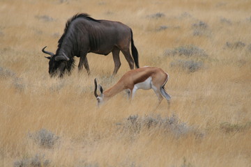 Gnou et springbok