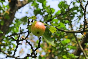 Alone hanging apple on a branch