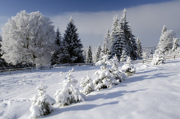 Fototapeta na wymiar Beautiful winter landscape with snowy trees in Alps