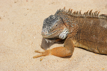 Portrait of a Iguana on a sandy background