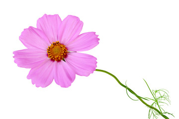 Cosmos Flower