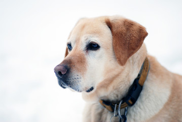 Portrait golden Retriever