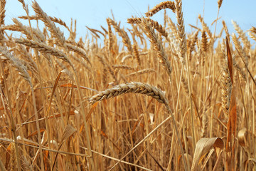 Ripe ear of wheat in the sunny day