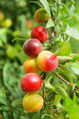 Yellow and red ripening plums on branches