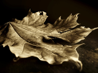 Autumn leaf