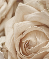 Macro of a dried white rose, shallow depth of field - obrazy, fototapety, plakaty