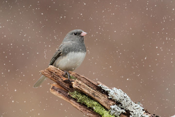 Junco In A Light Snowfall