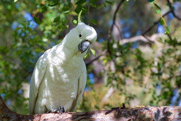 close-up of australian sulphur-crested cockatoo