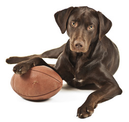 Dog with football - 28847211