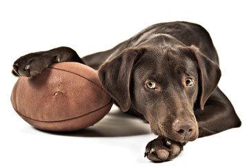 Dog with football - 28847214