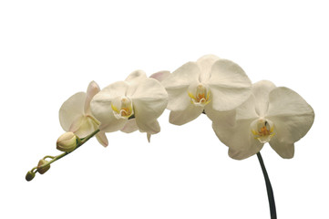 Fototapeta na wymiar White orchid on white.