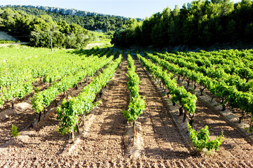Fototapeta na wymiar vineyards near Gigondas, Provence, France