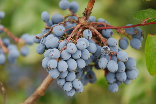 Mahonie (Berberis aquifolium) Heilpflanze