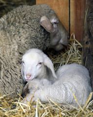 Sheep and its little lamb