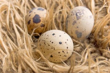 Quail eggs