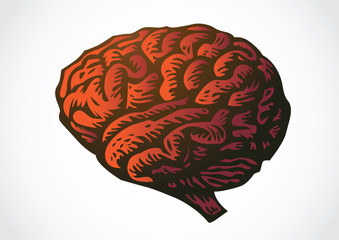 human brain isolated reallistic illustration