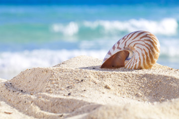 nautilus shell on a beach sand, against sea waves