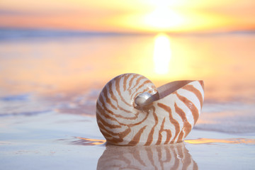 nautilus shell in the sea , sunrise