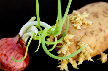 oignon et pomme de terre germés