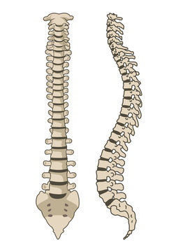 Human Anatomy Spine System Vector