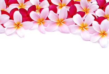 Crédence de cuisine en verre imprimé Frangipanier frangipani flowers for design