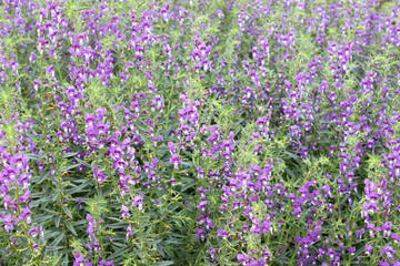 Forget Me Not flowers in garden at Phu Foi Lom, Udon Thani