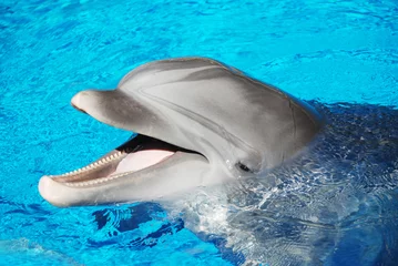 Meubelstickers dolfijn, dolfijn, dolfijn, zee, zee, oceaan, oceaan © auryndrikson