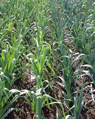 A Healthy Garden Crop of Leek Plants.
