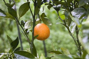 naranjas