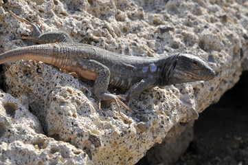 Lézard tison sur un rocher à Ténérife aux îles Canaries