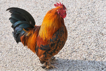 Coq roux de profil sur un sol de gravillons