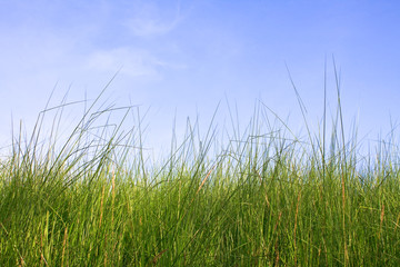 grass