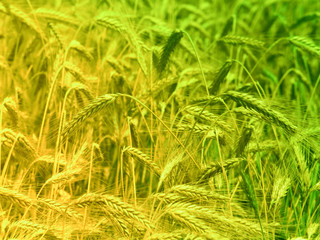 Wheat field closeup