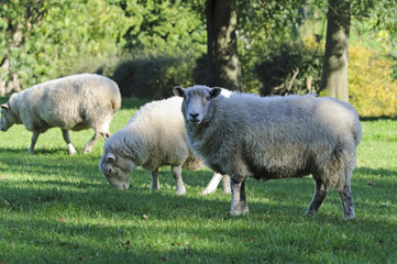 Obraz na płótnie Canvas Female Sheep