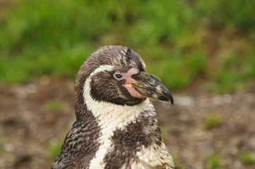 Humboldt Penguin